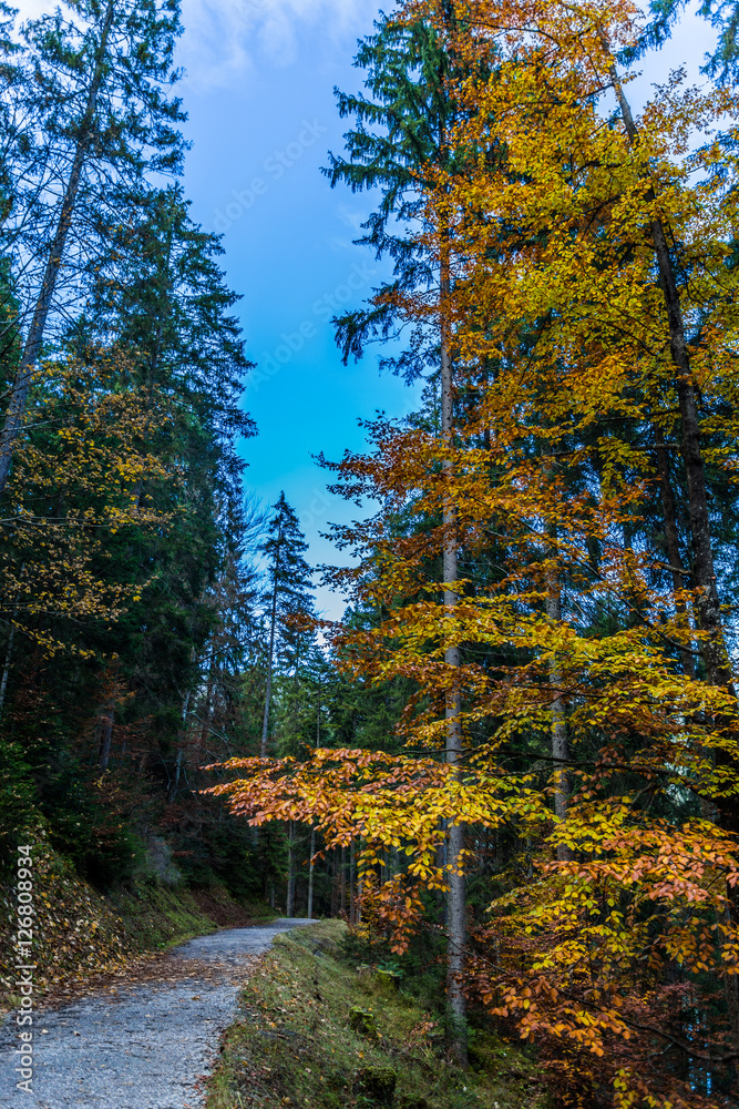 Fototapeta premium bayrischer wald