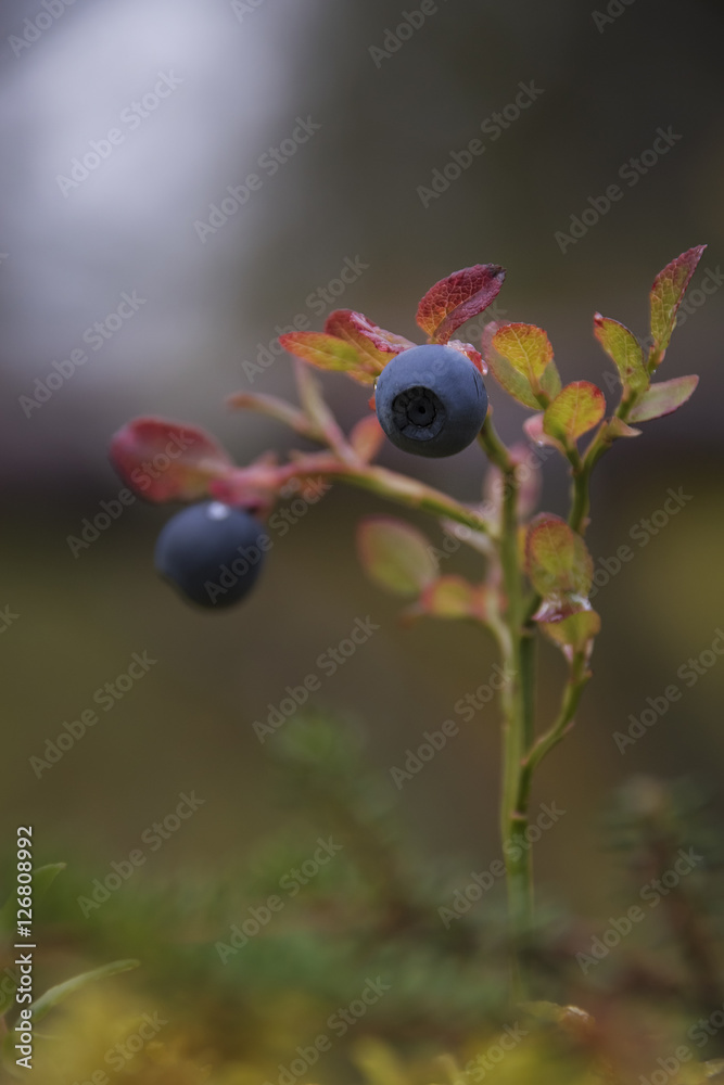 Wild brightly colored blueberry plant growing in autumn scenery, Wild brightly colored blueberry plant growing in autumn scenery,