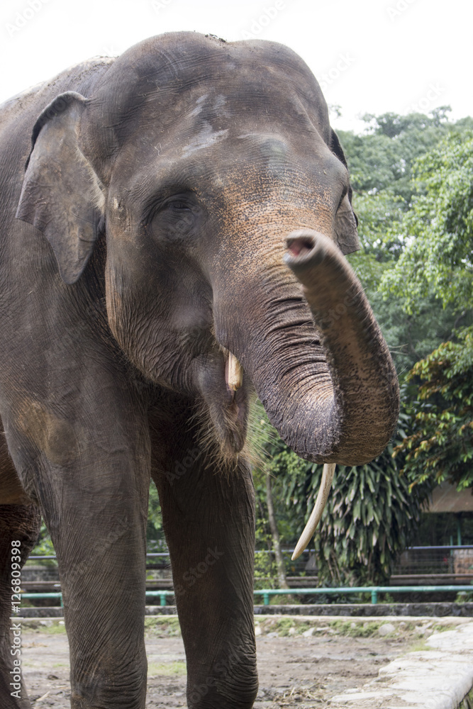Fototapeta premium happy indonesia elephant in compound cage