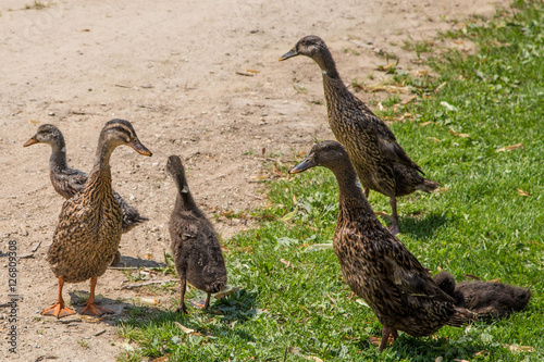 Friedliche Enten Familie auf Bauernhof photo