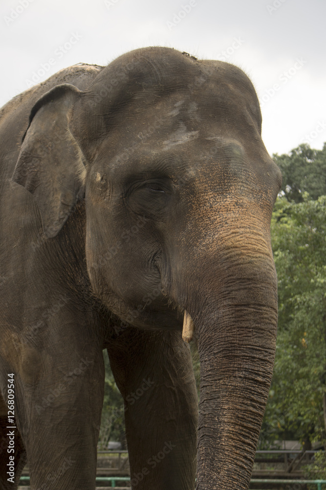 Fototapeta premium happy indonesia elephant in compound cage