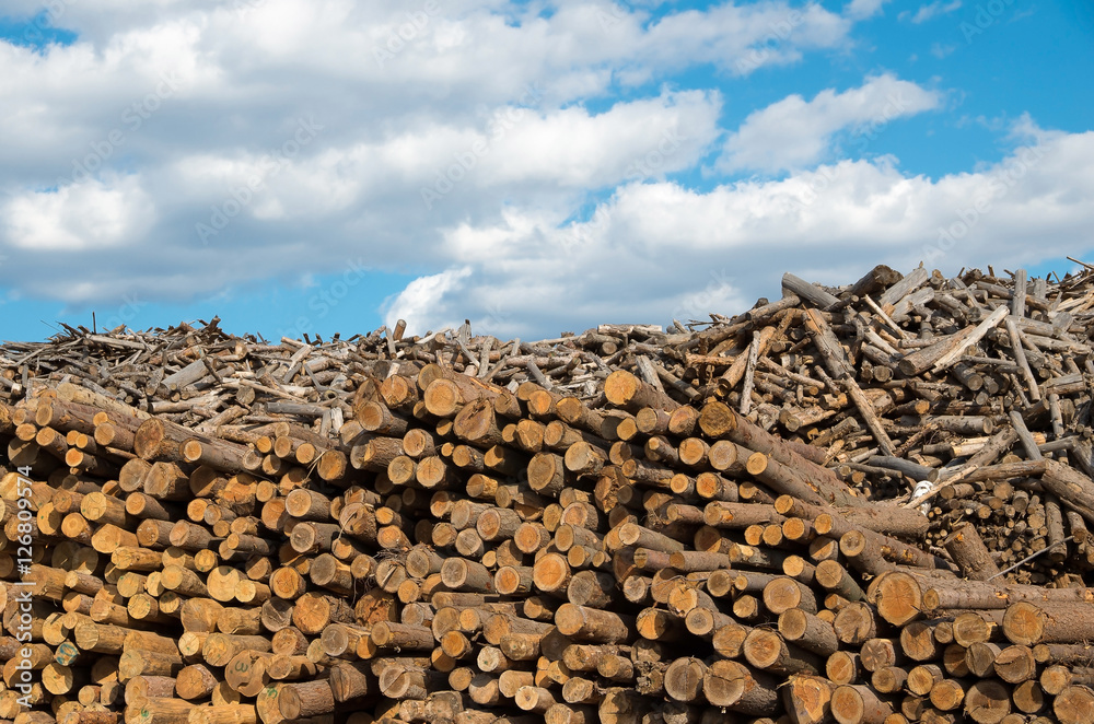 Lumberyard. Logging. Industry destructive nature. Material for the production of cellulose. Natural resource materials and energy. Lumberyard. Logging. Industry destructive nature. Material for the production of cellulose. Natural resource materials and energy.