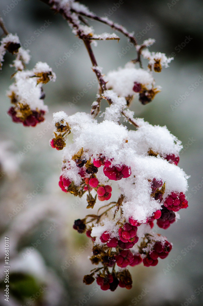 Red berries in the snow