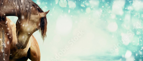 Beautiful horse on frosty winter background with snow, banner