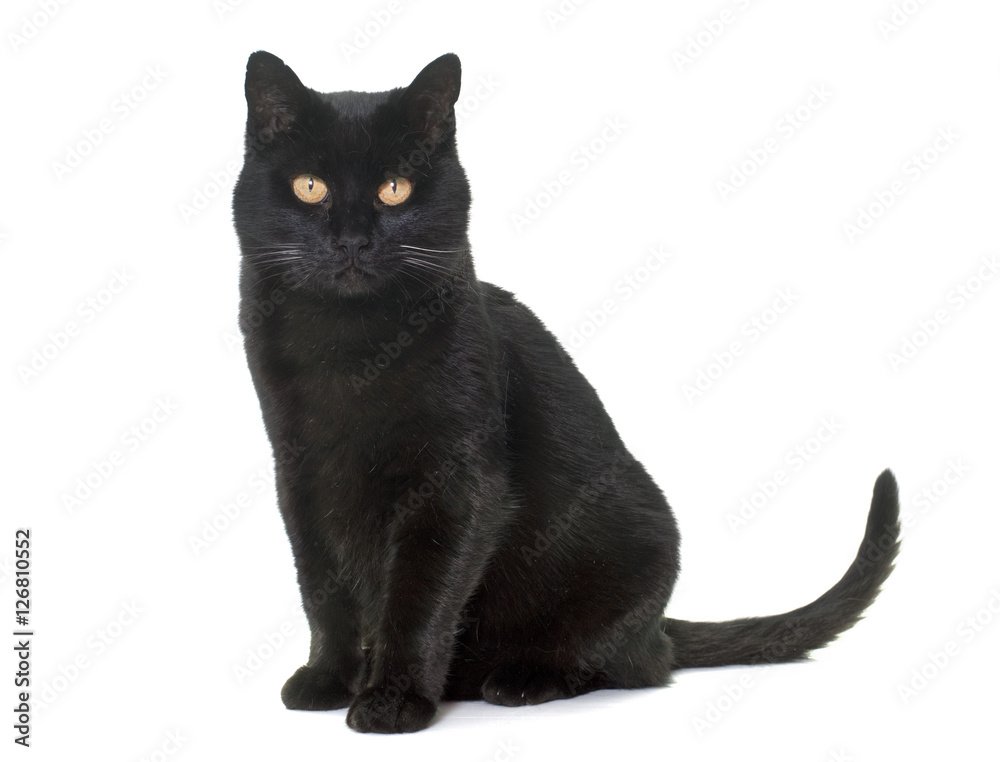 Fototapeta premium czarny kot w studio