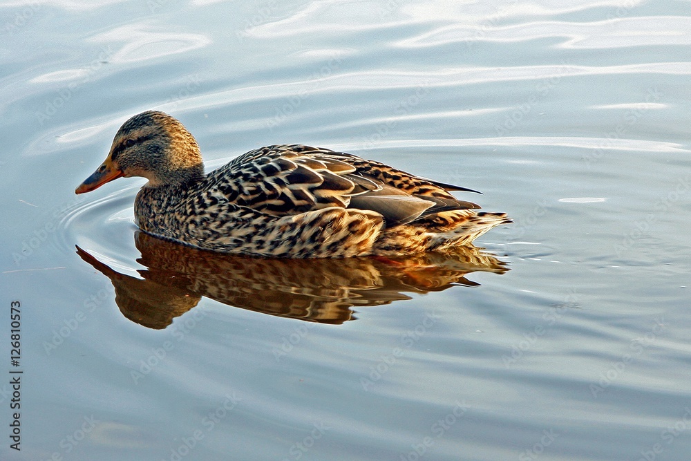 Fototapeta premium Swimming duck