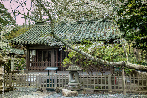 Stone lanterns (Ishidoro) in front of shrine. photo