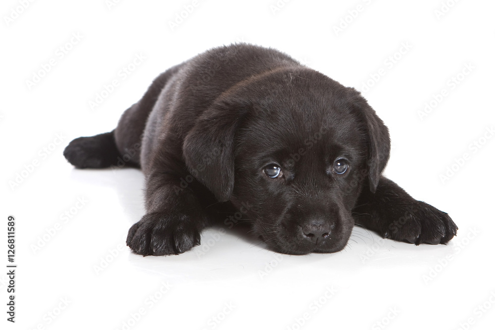 Black labrador puppy (isolated on white background)