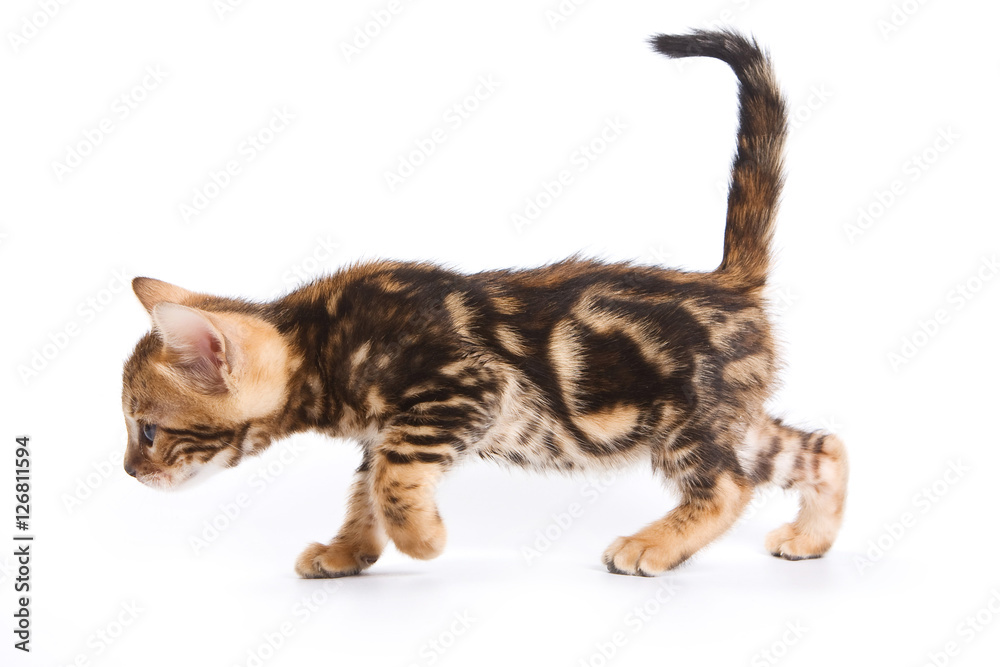 Funny Kitten Bengal cat (isolated on white)