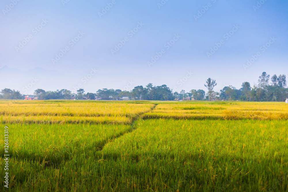 Rice fields, Nepal