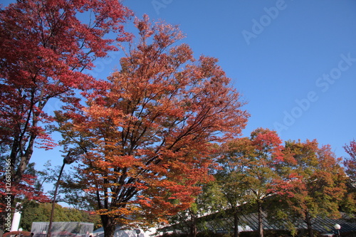 東京の紅葉