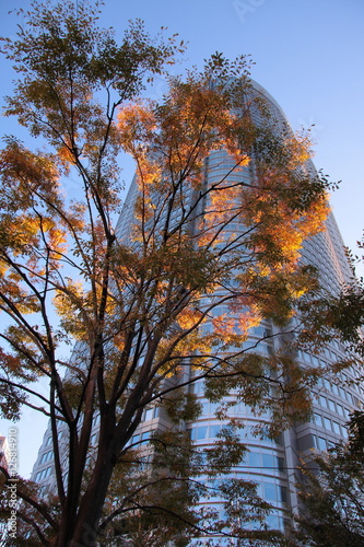 都会の紅葉