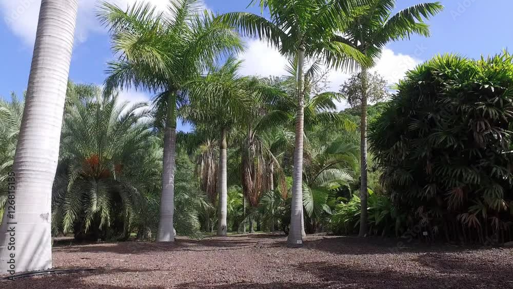 Walk under palm trees