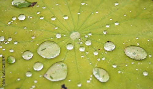 Lotus leaf with water drops