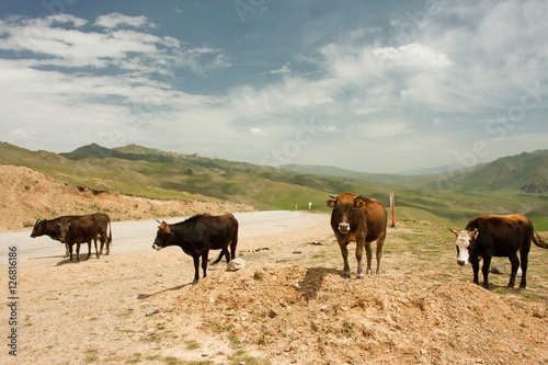 Four cows standing on country road between mountains © radiokafka