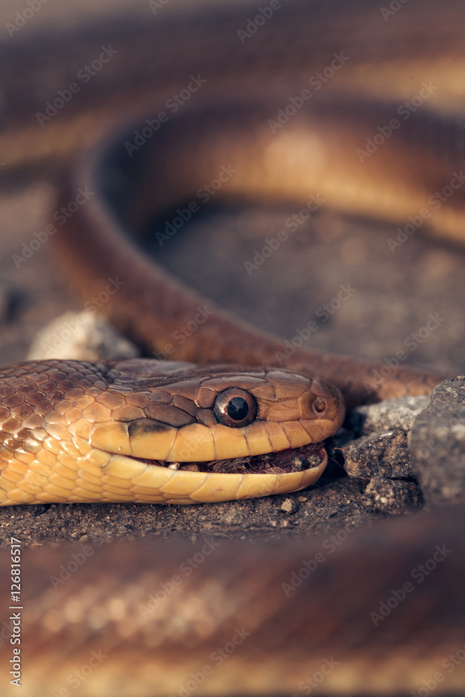 Brown snake on asphalt road Brown snake on asphalt road