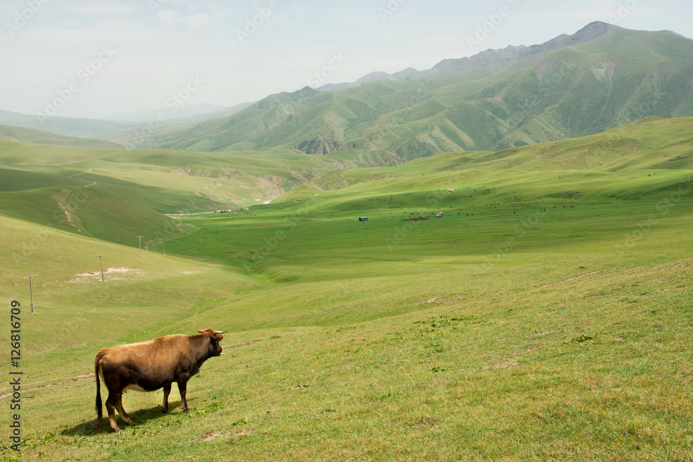 Fototapeta premium Cow grazing in valley with green mountains of Central Asia
