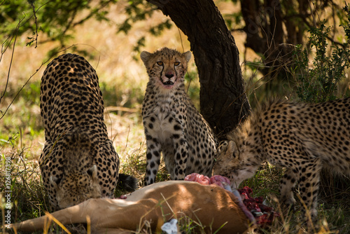 Cheetah family enjoy their catch of the day