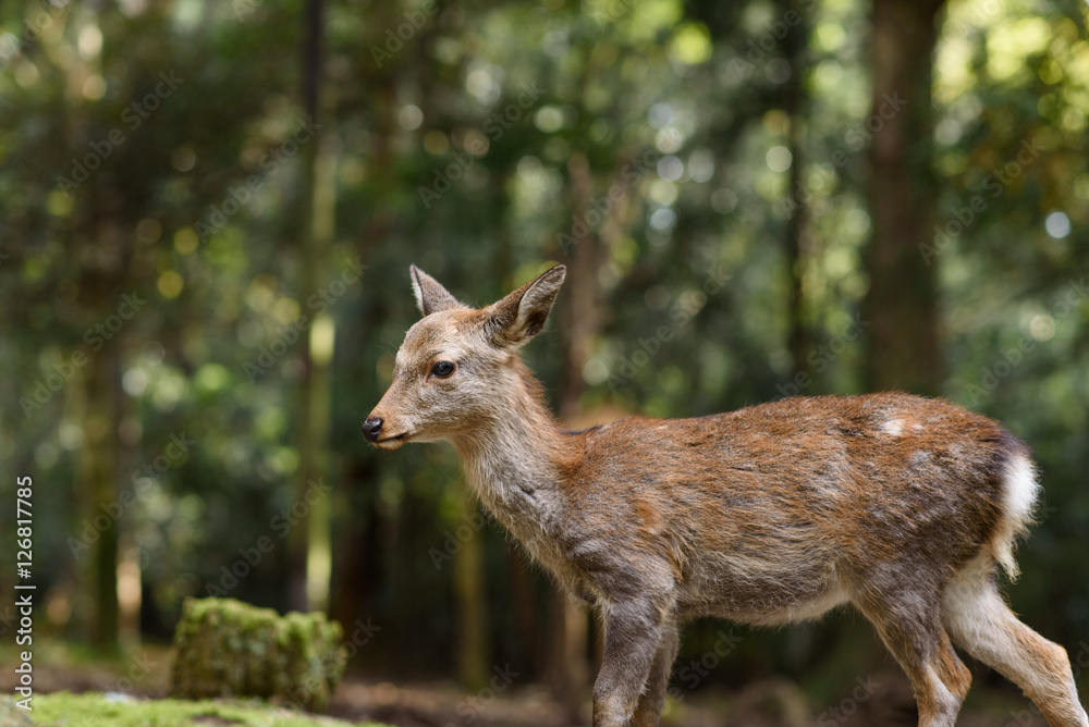 奈良公園の鹿 奈良公園の鹿