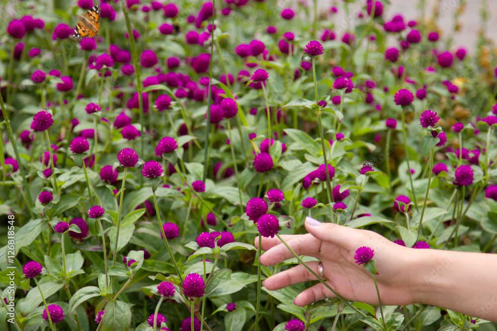 The small bright pink flowers in the park. woman's hand with flowers.