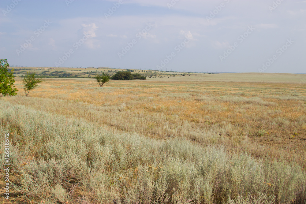 Green tree on a background of yellow steppe.