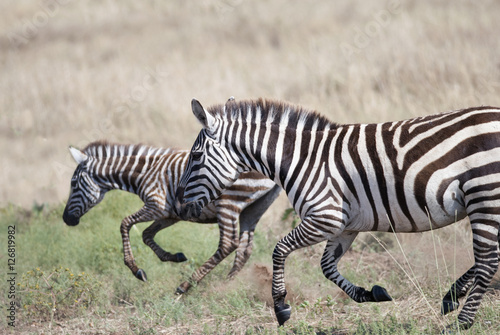 running on the African savannah zebras