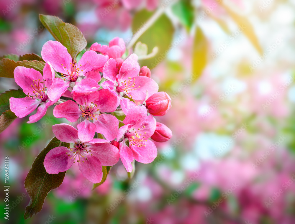 Sakura. cherry blossom in springtime, beautiful pink flowers Sakura. cherry blossom in springtime, beautiful pink flowers