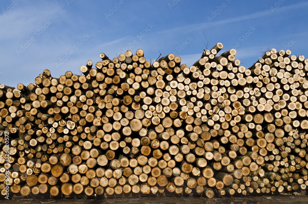 Piles of wooden logs under blue sky