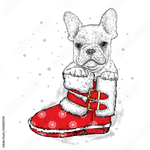 French bulldog in a New Year's boot. Vector illustration for a card or poster. Cute puppy. Pedigree dog.