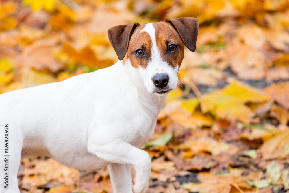 Young Jack Russell Terrier Young Jack Russell Terrier