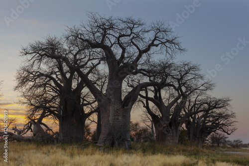 Sunrise at Baines Baobab