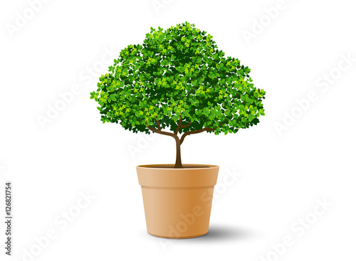tree plant in the pot