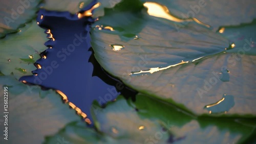 CU Light shimmering on large lily pads / Hong Kong