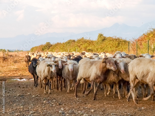 Fototapeta Naklejka Na Ścianę i Meble -  Sheeps on the farm.