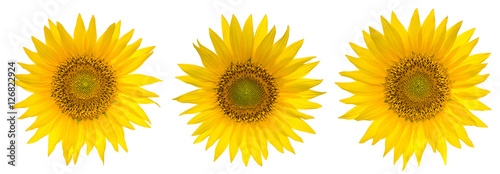 Set of Sunflowers isolated on the white background
