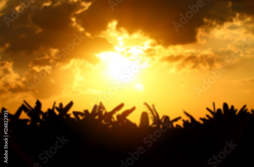 Blurred silhouette banana tree with sunset sky background