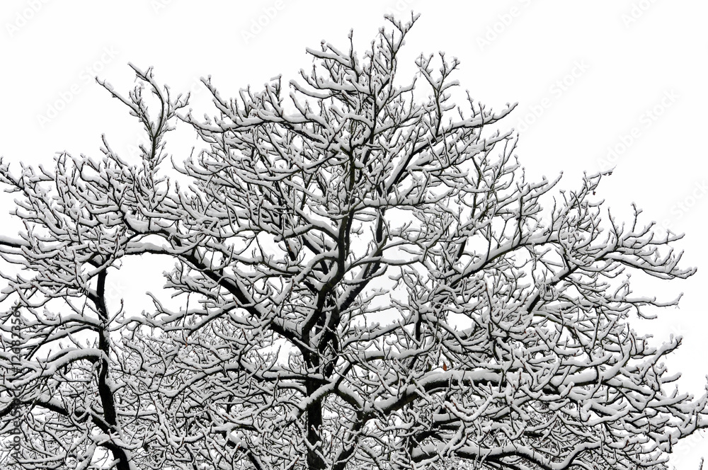Fototapeta premium Winter tree with branches covered with white snow.