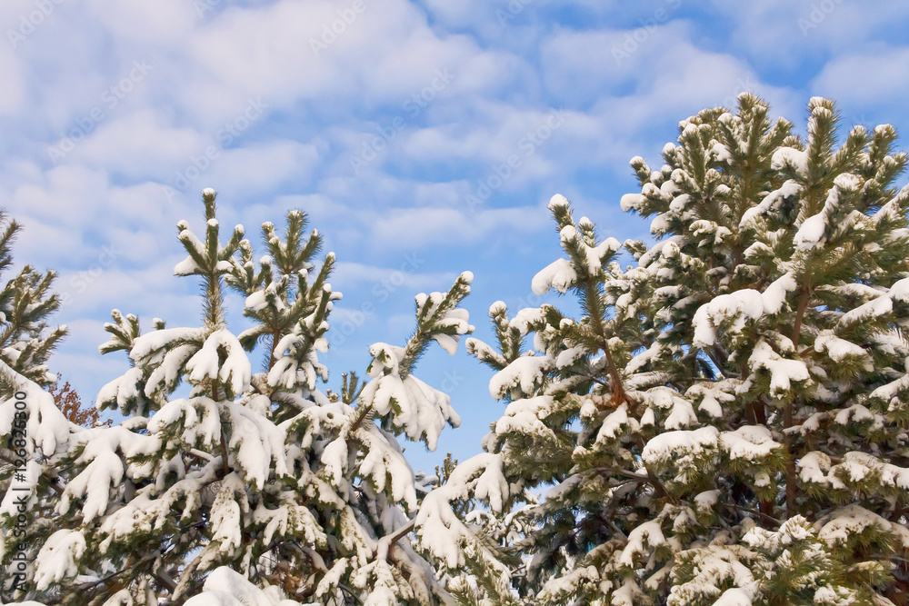 Snow-covered branches of coniferous trees against the blue sky. Snow-covered branches of coniferous trees against the blue sky.