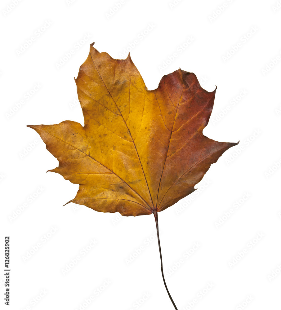 Fototapeta premium Golden brown dry Maple leaf on a white background
