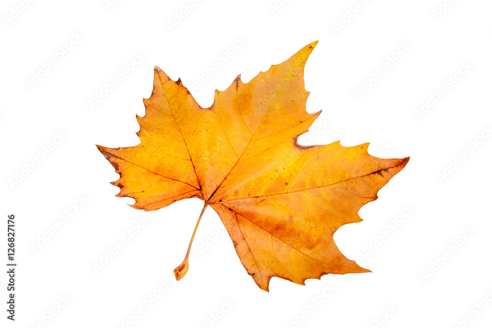 an autumn leaf