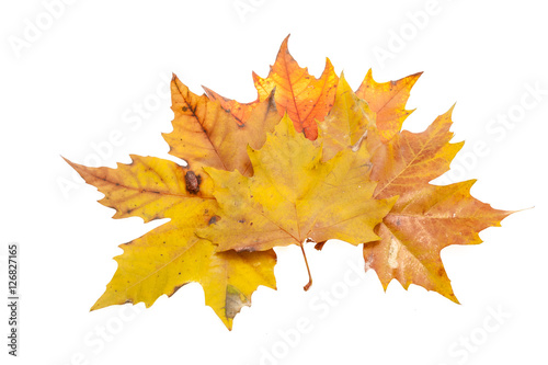 an autumn leaf