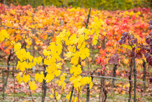 Hills of vineyards in autumn / Italy photo