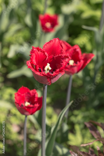 dark red tulips