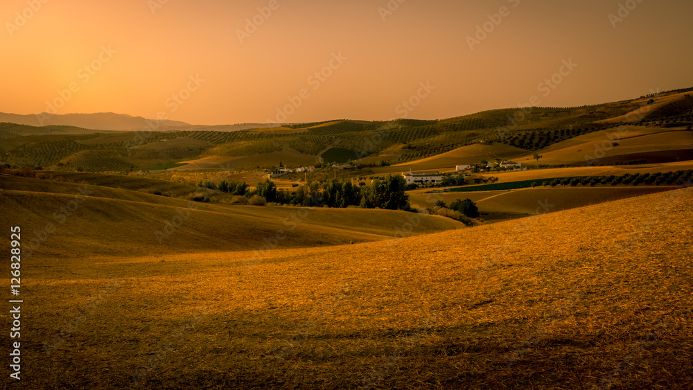 Beautiful golden cornfield at sunset