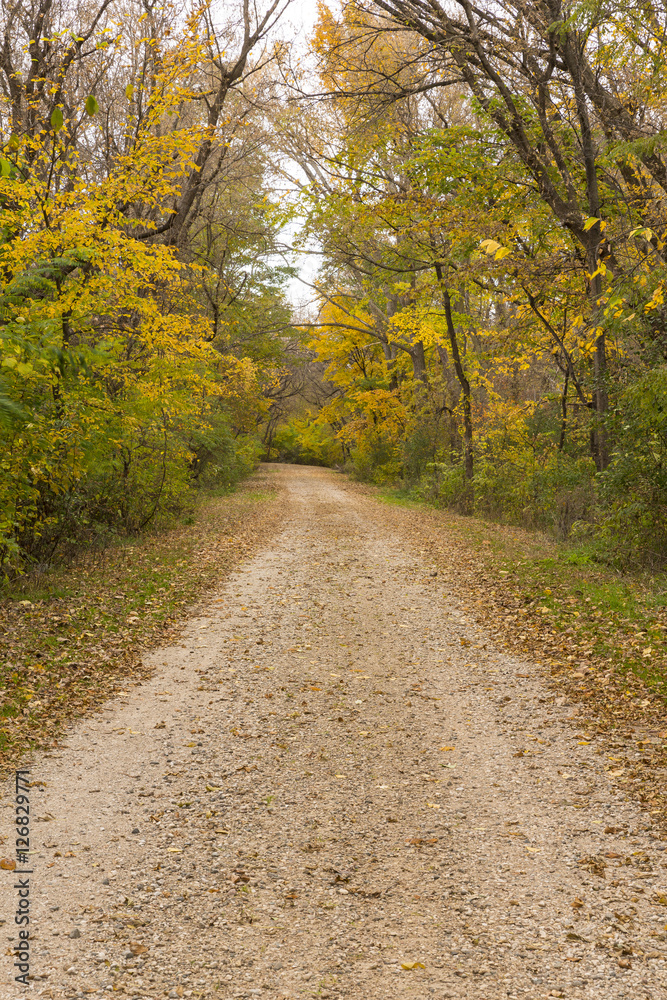 Autumn Road In Woods