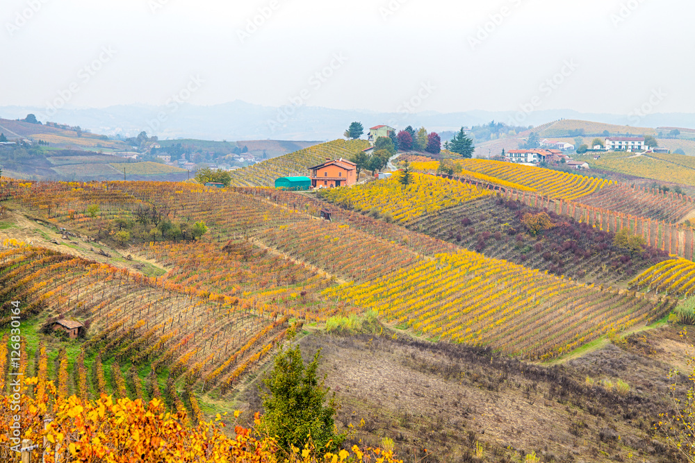 Hills of vineyards in autumn / Italy