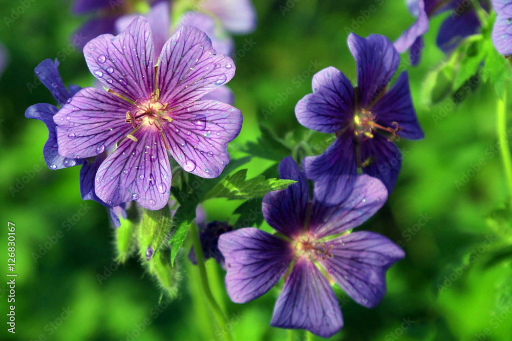 IVY-LEAVED MORNING GLORY WILDFLOWERS DEW DROPS