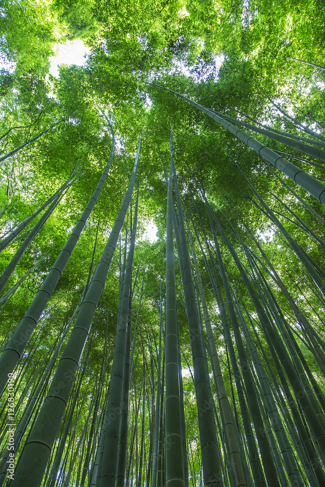 Bamboo forest