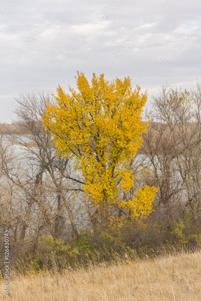 Fototapeta premium Autumn Trees