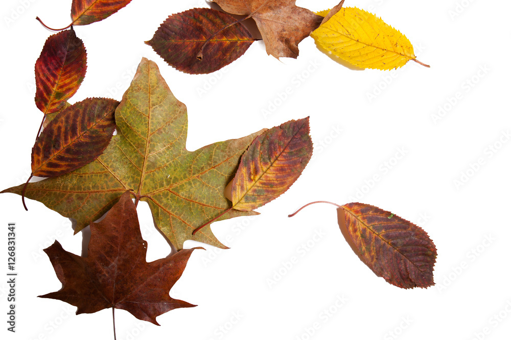 Autumn leaves with white background